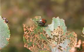Japanese beetles were first identified around the turn of the century as being a problem pest in apply the cyfluthrin with one of our hose end sprayers to get proper coverage. Japanese Beetles Threatening Sheridan Greenery Local News Thesheridanpress Com
