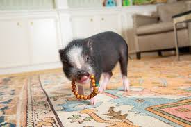 Their work focuses on issues surrounding gender, sexuality, identity and trauma in the united annie is currently completing their graduate thesis project for the s.i. Pig Tales The Buzz Magazines