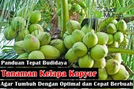 Pilih buah belimbing yang sduah matang dipohon dan keadaaanya sehat serta berasal dari varietas yang unggul nasional ataupun lokal. Inilah 5 Panduan Tepat Budidaya Tanaman Buah Kelapa Kopyor Agar Tumbuh Optimal Dan Cepat Berbuah Tanaman Buah Kelapa