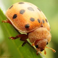 So, every year my beans get chomped on by the mexican bean beetle. Mexican Bean Beetle Epilachna Varivestis Bugguide Net