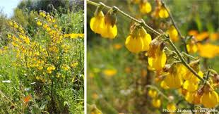 Image result for Hermannia seineri