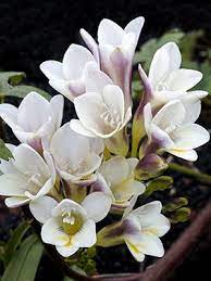 Annie S Annuals Perennials Bulb A Palooza Freesia Flowers South African Flowers Freesia