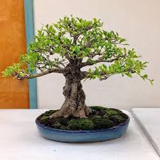 Ficus Microcarpa Tiger Bark By Bobby Block Bonsai Ficus Bonsai Tree Ficus Microcarpa