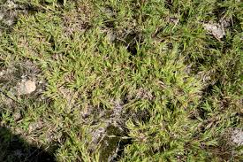 Image result for Dichapetalum edule