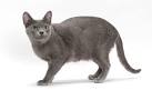 Korat - Price, Personality, Lifespan - Cat Breeds List