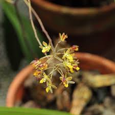 Image result for Graphorkis