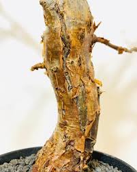 Image result for Commiphora schlechteri