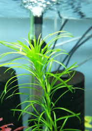 Image result for Najas graminea