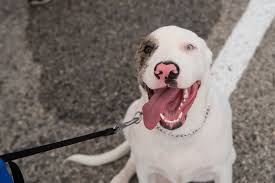 Mobile pet vaccinations available in san antonio, texas. Low Cost Pet Vaccinations Pet Vaccines San Antonio Tx Penny Paws