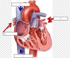 We offer you for free download top of human internal organs diagram clip art pictures. Anatomy Of The Heart Chart Human Body Diagram Heart Heart Biology Medical Png Pngwing