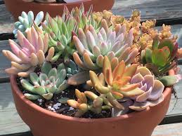 Gardening cactus in pots shall be just easy and on a budget. How To Create A Succulent Container Garden Dengarden
