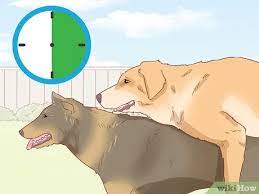 Animals are commonly called only one collective name without any clear distinction. 3 Ways To Deal With Common Mating Problems In Dogs Wikihow Pet