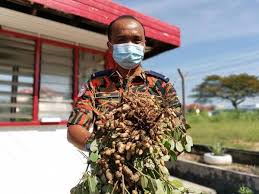 Kacang tanah bisa mengandung serat 8,5 g per 100 g bahan atau sanggup mencukupi 25 persen kebutuhan serat harian pada. Tangan Sejuk Abang Bomba