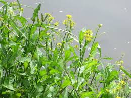 Image result for Rorippa