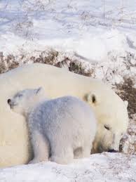 Pin By Lady Ny On Og Bear Baby Polar Bears Animals Baby Animals