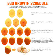 Egg Chart For Incubation Google Search Egg Chart Eggs