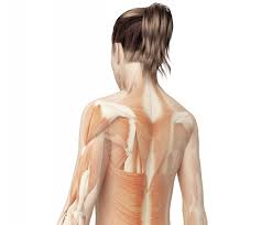 It is the surface of the body opposite from the chest and the abdomen.the vertebral column runs the length of the back and creates a central area of recession. Muscles Move And Support The Spine