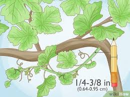 Image result for grapevine cuttings