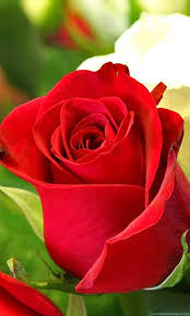 Schöne rote rosen hintergrundbilder schöne rote rosen frei fotos. Rose Wallpaper Mobile Screen Hd Paulbabbitt Com