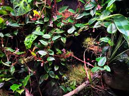 Image result for Begonia elaeagnifolia