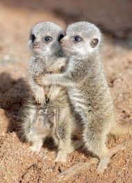 Cute Animals Sleeping Cute Animals Going Extinct Schattige Dieren Dieren Schattigste Dieren