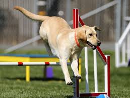 Österreichs höchstgelegene hängebrücke mit verbindung zum dachstein eispalast ist eine attraktion, die man sich nicht entgehen lassen sollte. Wie Konnen Sie Einen Agility Parcour Fur Ihren Hund Selber Bauen
