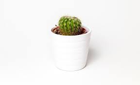 Cacti, cactuses, or cactus) is a member of the plant family cactaceae within the order caryophyllales. Cactus Dream Meaning And Symbolism