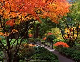 Trees Glorious Trees Portland Japanese Garden Japanese Garden Garden Photos
