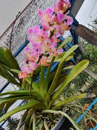 Tanaman ini tahan terhadap panas dan tidak mudah layu. Warisan Petani Orkid Kampungan