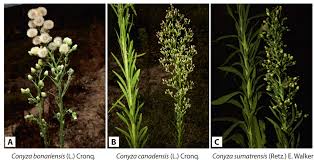 Image result for Conyza