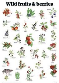 Edible Medicinal Flower Plant Chart Yahoo Image Search