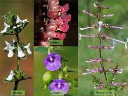 Image result for Lamiaceae