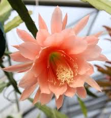 Yuccas grow throughout north america in many of the places that cacti do. Argus Orchid Cactus Epiphyllum Indoor Plants Almost Eden