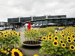 Water the area gently but thoroughly with a fine spray. How To Grow And Care For Sunflowers In Containers World Of Flowering Plants