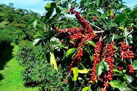 We did not find results for: Blue Mountain Coffee Tour From Ocho Rios Ocho Rios Jamaica