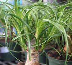 It has a spare appearance that makes it fantastic for. Ponytail Palm Calloway S Nursery