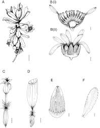 Image result for Euryops subcarnosus