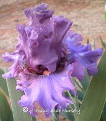 Tb Iris Ruby Haze Blyth 2006 Tree Identification Planting Flowers Iris