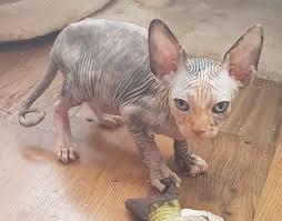 Thechubbyfacedcat san diego, ca 92117. Sphynx Kittens For Sale Sphynx For Sale London Mypetzilla