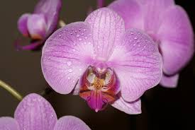They can be used as wallpaper for your desktop, a. 15 Amazing Facts About Orchids