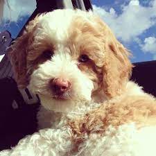 Antique drop leaf table, original hardware, great shape! Caramel Parti Australian Labradoodle Labradoodle Australian Labradoodle Cute Animals