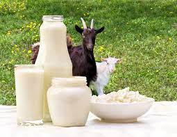 The Benefits And Disadvantages Of Goat Milk Backyard Goats
