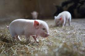 We did not find results for: ð—–ð—¼ð˜‚ð—»ð˜ð—¿ð˜†ð˜€ð—¶ð—±ð—² ð—™ð—®ð—¿ð—º Venue Lakeland Florida Pet Mini Pigs For Sale