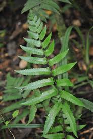 Image result for Diplazium humbertii