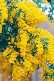 Golden Mimosa A Pretty Vision In The Garden Flowering Trees Winter Plants Beautiful Flowers
