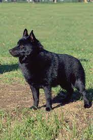 Schipperke Dog Breed Information Schipperke Dog Dog Breeds Schipperke Puppies