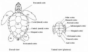 Maybe you would like to learn more about one of these? Different Parts Of The Body Of Loggerhead Sea Turtle Differentes Download Scientific Diagram