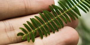 Plant Identification