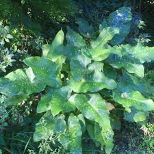 Image result for Zantedeschia aethiopica