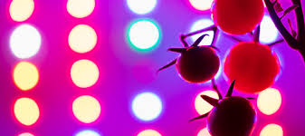 How to choose a grow light. How To Choose A Grow Light For Your Indoor Gardening Dave S Garden